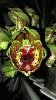 Catasetum :Expansum &quot;Elvira&quot; Species  (Natural world HCC/AOS x self )-catasetum5-jpg