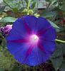 Ipomoea purpurea - glory in the morning-2015-10-05-16-30-59-mg-rs-jpg