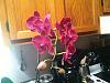 Bought my First Orchid-img_0170-jpg