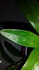 Dendrobium nobile rest period-uploadfromtaptalk1444895516501-jpg