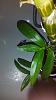 Dendrobium nobile rest period-uploadfromtaptalk1444895572543-jpg