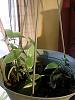 Need Help Repotting my Vanilla Bean Orchid-img_20151113_131002-jpg