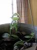 Need Help Repotting my Vanilla Bean Orchid-img_20151113_131142-jpg