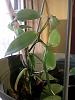 Need Help Repotting my Vanilla Bean Orchid-img_20151113_131220-jpg