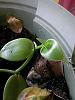 Need Help Repotting my Vanilla Bean Orchid-img_20151113_131322-jpg