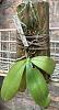 Phalaenopsis Bellina?-fullsizerender-2-jpg