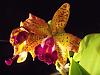 Whats blooming at my Place-dscf4905-jpg