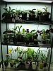 My orchid rack :)-100807-114-jpg