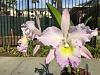Blc. Nacouchee 'Mission Valley' AM/AOS-image-jpg