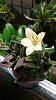 Dendrobium cuthbertsonii first bloom-uploadfromtaptalk1449005201403-jpg