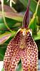 Cold orchidarium 150l-uploadfromtaptalk1449006231366-jpg