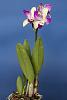 Can someone help me with IDing this Cattleya please?-cattleya-noid-web-jpg