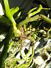 First Ascocentrum hybrid seedling spike-ascocentrum_christensonianumxampullaceum_vase_seca_20151108-jpg