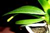 Phal fert question-icesprout-1-2-2016-4-03-33-pm-jpg