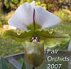 Paph spicerianum-paph-spicerianum-orchid-zone-1017-002a-fo-jpg