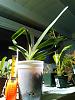 Angraecum sesquipedale, my first S/H plant-angraecum_sesquipedale_20160207_seca-jpg