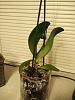 Phal leaves turning yellow and falling off-img_20160209_220021-jpg
