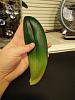 Phal leaves turning yellow and falling off-img_20160209_220113-jpg