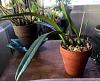 Valentine's Orchids - my first bare roots-imageuploadedbytapatalk1455472787-708729-jpg