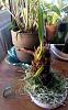 Valentine's Orchids - my first bare roots-imageuploadedbytapatalk1455472924-292209-jpg