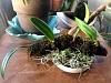 Valentine's Orchids - my first bare roots-imageuploadedbytapatalk1455473039-070441-jpg
