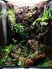My 12x12x18 mini-orchid terrarium-24736761100_245105f0be_z-jpg