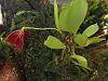 Lepanthes telipogoniflora first bloom!-telipogoniflora1-jpg