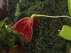 Lepanthes telipogoniflora first bloom!-telipogoniflora2-jpg