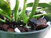 Cattleya with blackened new growths, strange pest - follow up thread-cattleya-calcium-2-jpg