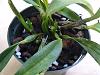 Cattleya with blackened new growths, strange pest - follow up thread-catt-plant-jpg