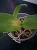 New phal with yellow spots-img_20160303_100733-jpg
