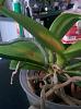 New phal with yellow spots-img_20160303_100800-jpg