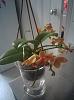 New phal with yellow spots-img_20160303_101157-jpg