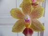 Phalaenopsis Lucky Star-dscf2194-jpg
