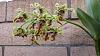 Dendrobium spectabile, finally bloomed!!-img_3638-jpg