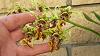 Dendrobium spectabile, finally bloomed!!-img_3653-jpg