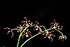 Phal mannii 'Black'-orchids-jpg