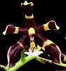 Phal mannii 'Black'-orchids-009-jpg