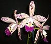 Lc. Tropical Pointer -spotted pink-sany3802-jpg