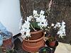 Small Phal Orchid with Small Flaws-feb-2016-white-mini-phal-jpg
