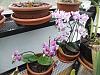 Small Phal Orchid with Small Flaws-feb-2016-pink-mini-phals-jpg