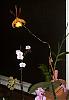 Huge Onc. Butterfly Orchid-jpg