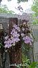 My blooming orchids~-neo6-jpg