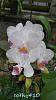 My blooming orchids~-neo4-jpg