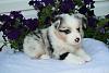Our pets via link-4th-litter-puppies-029-jpg