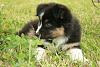 Our pets via link-4th-litter-puppies-054-jpg