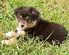 Our pets via link-4th-litter-puppies-dkrtrima-jpg