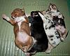 Our pets via link-4th-litter-puppies-dreams-jpg