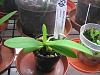 roellke orchids-p4290123-jpg