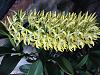 Dendrobium sp. NOID-img_0747-jpg